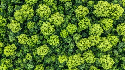 Naklejka premium Aerial View of Lush Green Forest Canopy