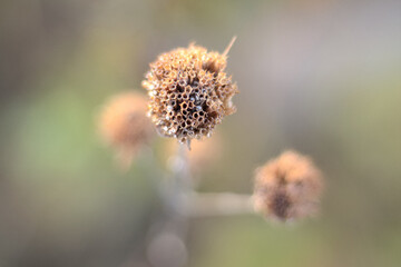 Macro Brown Wildflower