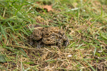 Toads mating on the grass close up in Scotland