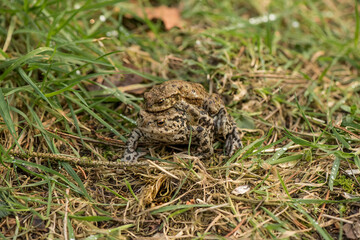Toads mating on the grass close up in Scotland