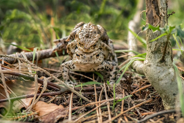 Toads mating on the grass close up in Scotland