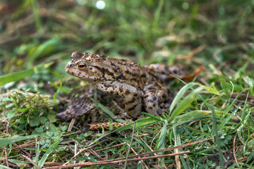 A Toad on the grass close up in Scotland