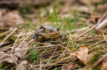 A Toad on the grass close up in Scotland