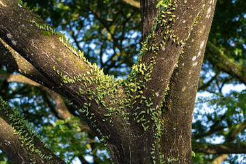 Pyrrosia Fern climbing tree in Sarawak, Malaysia (Malaysian Borneo), tree bark covered with moss.