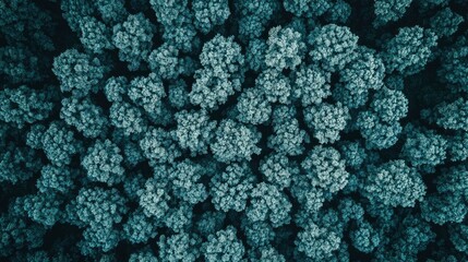 Aerial View of Lush Forest Canopy