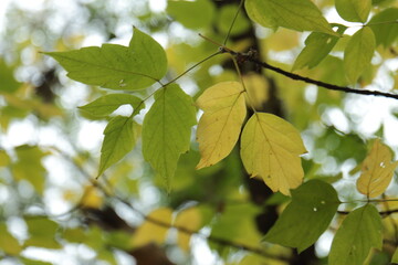 leaves on a day autumn 