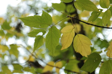 green leaves on a sunny day