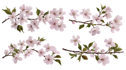 Sakura Blossoms With Pink Petals on Transparent Background Generative AI