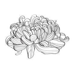 Black and white line illustration of chrysanthemum flowers on a white background. Flower chrysanthemum isolated on white
