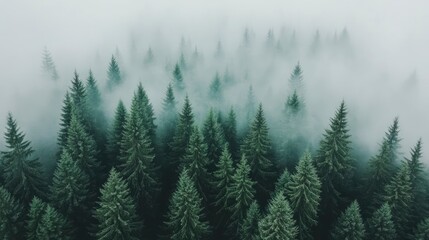 Fototapeta premium Misty Forest Canopy