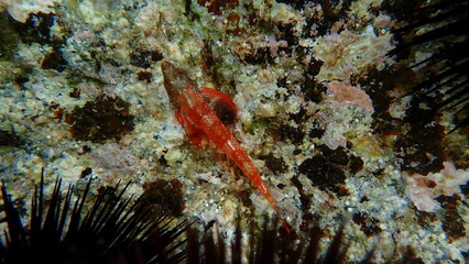 Red-black triplefin (Tripterygion tripteronotum) undersea, Aegean Sea, Greece, Halkidiki, Kakoudia beach