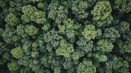 Naklejka premium Aerial View of Lush Green Forest Canopy