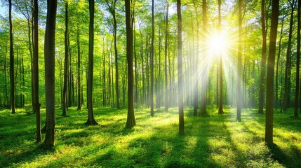 Obraz premium Sunbeams in a Lush Green Forest