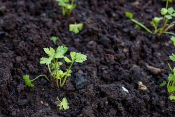 Small green vegetable seedlings emerging from rich dark soil in a home garden bed. Plants represent early growth stages in organic farming. Focuses on natural soil and sustainable home-grown produce.