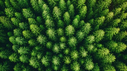 Aerial View of Lush Evergreen Forest Canopy