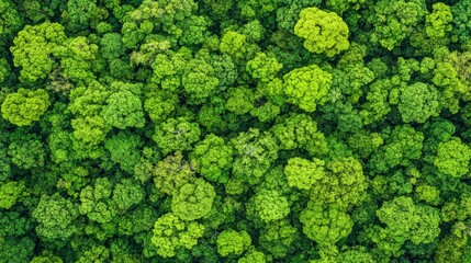 Naklejka premium Aerial View of Lush Green Forest Canopy