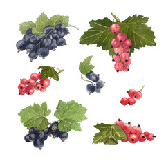 Watercolor illustration of delicious black and red currant and their leaves. Botanical illustration.