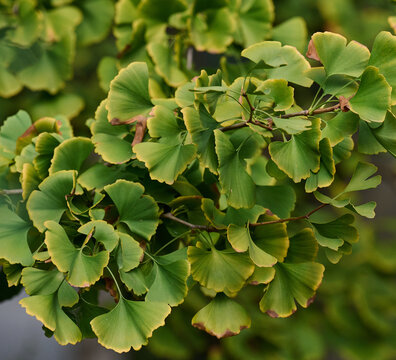 A tree with green leaves on an autumn day. Ginkgo bilobed
