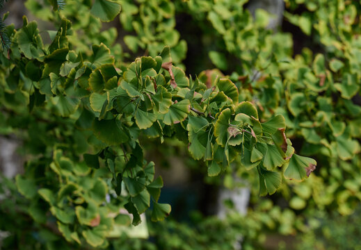 A tree with green leaves on an autumn day. Ginkgo bilobed