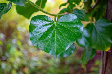 Grün gemustertes Blatt im Detail
