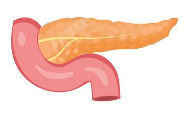 Human pancreas vector image, pancreas illustration image, editable pancreas image