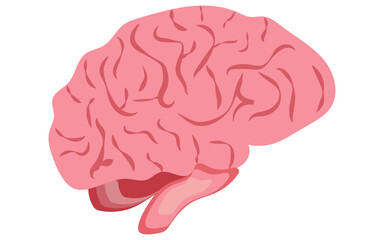 Human brain vector image, brain png image, brain illustration