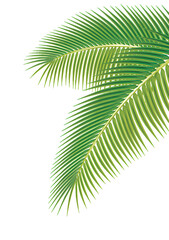 palm leaf isolated on white