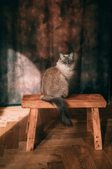 Aesthetic Portrait of a white fluffy blue-eyed ragdoll cat sitting on a wooden bench