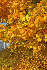 Golden Autumn. Bright maple leaves