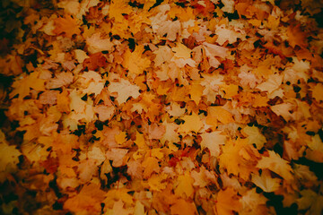 A photo of a beautiful scene of many bright yellow maple leaves falling in autumn, during the golden season.  Background