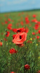 Red poppies in the green field