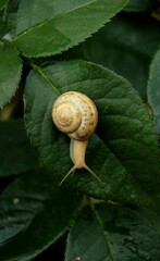 snail on a  green leaf