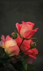 red rose on black green background