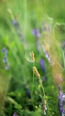 dandelion in flowers and green grass