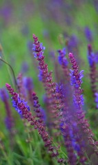 Naklejka premium close up of lavender flowers