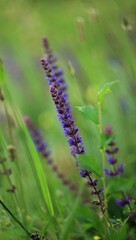 close up of a  purple flower  in the garden