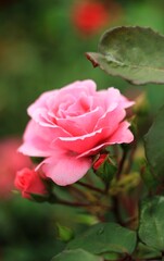 pink rose in the garden