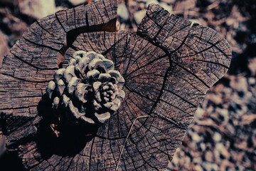 pine cone
