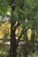 Fototapeta premium Woodpecker sits Among the green branches