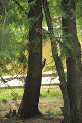 Fototapeta premium Woodpecker on a tree in the woods