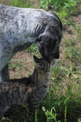 Fototapeta premium cat and dog stands and hugs