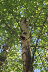 bird house on tree with blackbird 