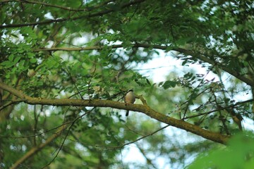 Bird on a tree in the forest