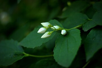 white flower jasmine in the rain