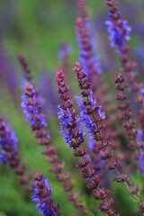 close up of lavender flowers