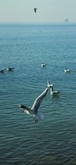 seagull on the  black sea