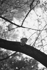 sad paper man on a tree