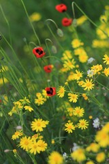 Red poppies and yellow chamomile 