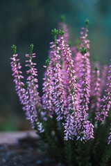 pink heather blooms beautifully in the garden