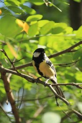 Yellow tit on a nut branch